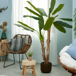 BANANA Bananier Vert^CASA New