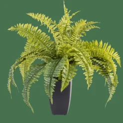 BOSTON Fougère Vert^CASA