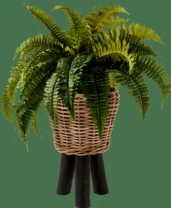 BOSTON Fougère Vert^CASA