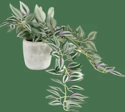 CALATHEA Plante Suspendue Gris, Vert, Mauve^CASA Sale