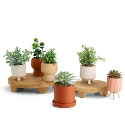 CERA Plante Artificielle Diverses Couleurs^CASA