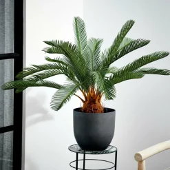 CYCAS Palmier Vert^CASA