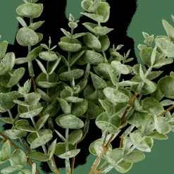 EUCALYPTUS Branche D'eucalyptus Vert^CASA Outlet