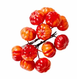 FOAM Branches D'églantier Rouge^CASA Hot