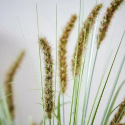 GRASS Hampe De Roseau Vert^CASA