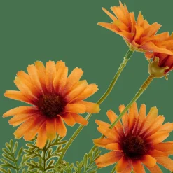 INDI Orange^CASA New