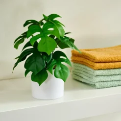 MONSTERA Plante Diverses Couleurs^CASA New