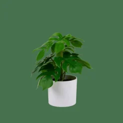 MONSTERA Plante Diverses Couleurs^CASA New