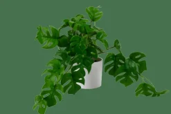 MONSTERA Plante Diverses Couleurs, Blanc, Vert^CASA New
