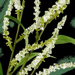 OPHIO Branche Blanc^CASA New