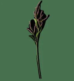 OPHIO Branche Mauve^CASA New