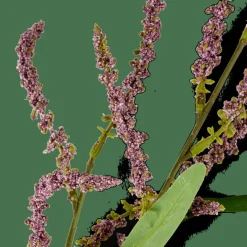 OPHIO Branche Mauve^CASA New