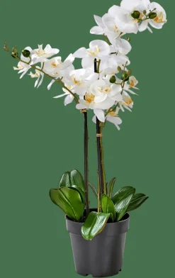 ORCHID Orchidée En Pot Blanc^CASA Discount