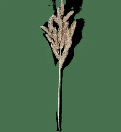 PINE Branche Doré^CASA Discount