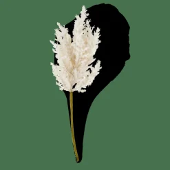 PLUME Tige Blanc Cassé^CASA Best