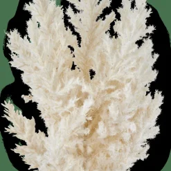 PLUME Tige Blanc Cassé^CASA Best