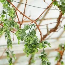 STAR Décoration Séchée^CASA