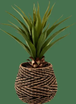 VERA Aloe Vera Vert^CASA Outlet